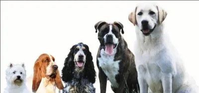 Combien de chiens de diffrentes races voyez-vous sur cette photographie ?