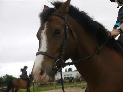 La marque blanche sur la tte du cheval s'appelle...