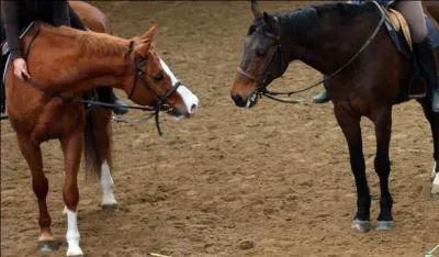 Les marques blanches sur les membres des chevaux s'appellent...