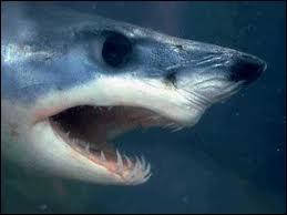 Les requins s'attaquent le plus souvent  :