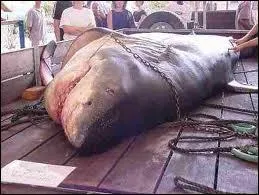 Pour les humains, les requins sont des :