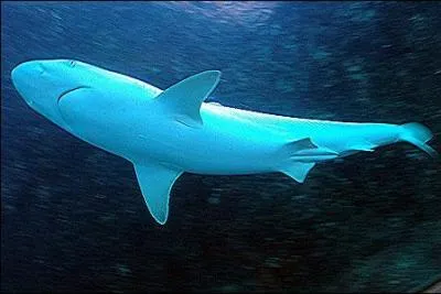 Combien mesure le plus grand requin blanc ?