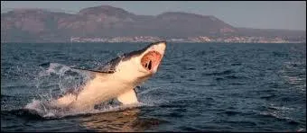O trouve-t-on les requins, le plus souvent ?