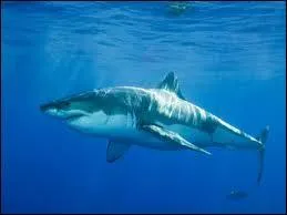 De quelle couleur est un requin-tigre ?