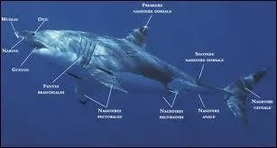 Combien un requin-tigre peut-il peser ?