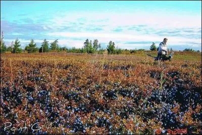 Ce sont les petits fruits les plus clbres du Qubec. Mais -1/ Comment s'appellent-ils et -2/ D'o viennent-ils ?