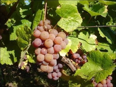 Les 27 et 28 juillet 2013, vous irez à la "Fête du Gewurztraminer", à Bergheim dans le département 68, c'est-à-dire, le/la :