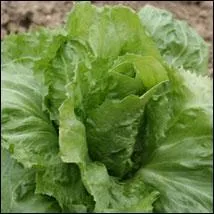 Quelles variétés de salades va-t-on semer en juillet ?