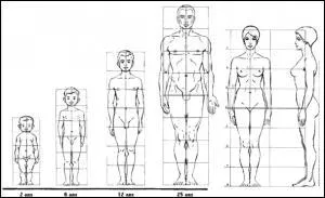 Qu'est-ce que le canon en dessin ?