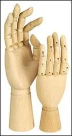 La longueur d'une main gale...