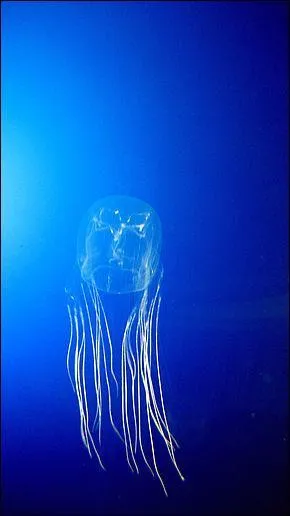 Chaque anne, combien de personnes sont tues par la mduse bote ?