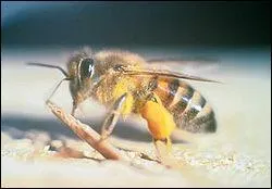 O vit l'abeille tueuse ?