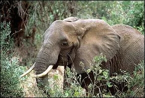 Quelle est l'espce d'lphant la plus dangereuse ?