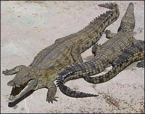 Combien de personnes sont tues chaque anne par le crocodile ?