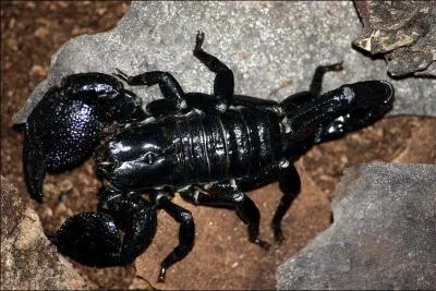 Le scorpion a tu 10000 personnes en 2012 :