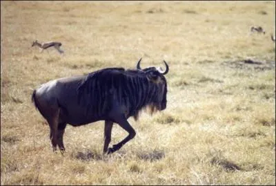 Quel animal peut atteindre les 65 km/h ?