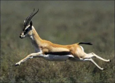 L'antilope peut aller  100 km/h :