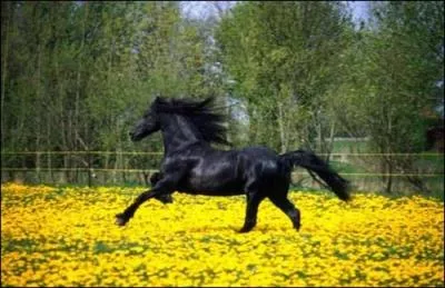 Quelle race de cheval est capable d'aller  88 km/h ?