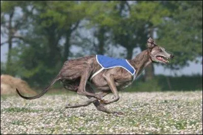 Sur combien de mtres un lvrier peut-il garder sa vitesse de 85 km/h ?