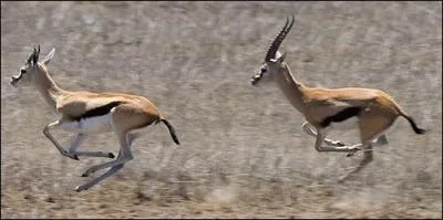Pendant combien de temps la gazelle peut-elle garder ses 80 km/h ?