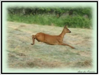 Dans quel continent vit le chevreuil ?