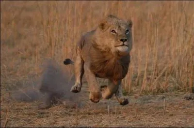 Le lion peut atteindre 90 km/h :