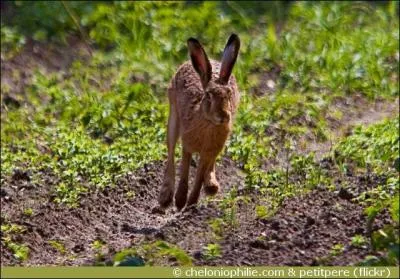 Quelle hauteur peut atteindre un bond de livre ?