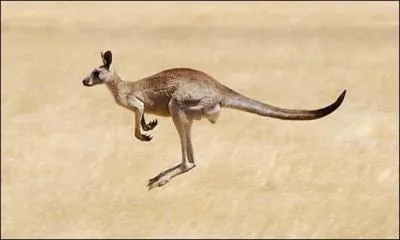 Quelle est la longueur d'un saut de kangourou quand il court ?