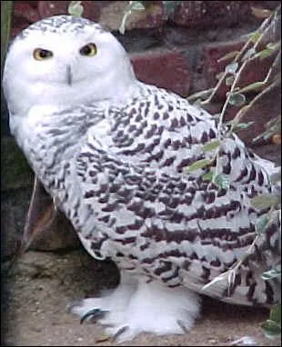  partir du XIXe sicle, la beaut et l'lgance de cet oiseau lui ont prvalu les mauvais prsages. Quelle est cette expression ?