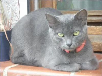 La nuit engendre des erreurs car toutes les choses se confondent. Quel est ce proverbe ?