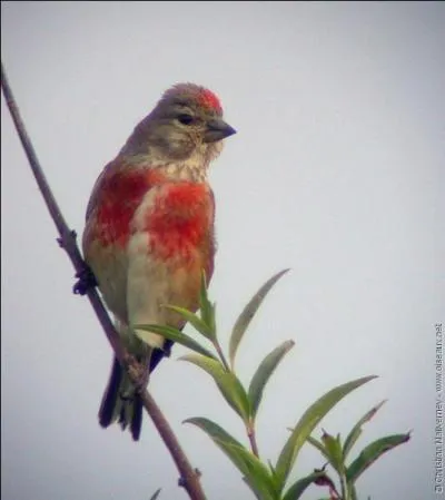 Cette expression utilise pour dsigner une personne n'est pas un compliment. Elle souligne son tourderie, son inconstance. Ce sont les caractristiques de ce passereau granivore, agit et bondissant, au gazouillis mlodieux, qui doit son nom  son got prononc pour les graines de lin. Quelle est cette expression ?