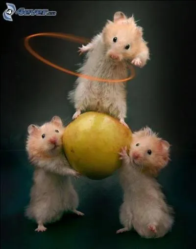 En l'absence du chef ou du matre, les gens qui vivent sous son autorit s'amusent de faon exagre. Quel est ce proverbe ?