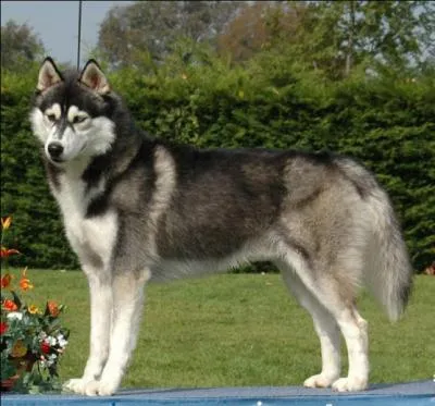 Quel est le poids d'un husky sibrien adulte ?