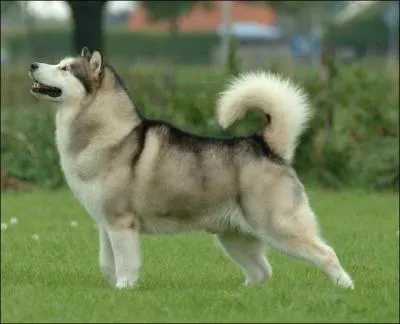 Un alaskan malamute peut avoir une robe noire :