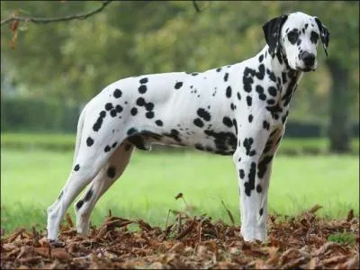 Quelles sont les caractristiques du poil du dalmatien ?