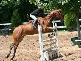 Quelle est la diffrence entre C. S. O. et le hunter ?