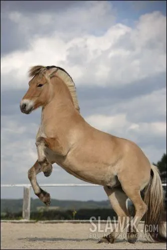 A quelle race appartient ce cheval :