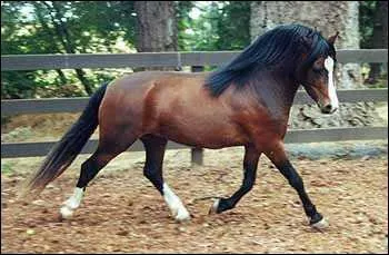 A quelle race appartient ce poney :