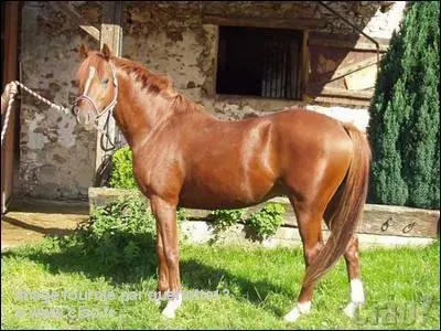 A quelle race appartient ce poney :