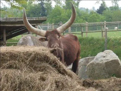 Le parc animalier du  Reynou ,  proximit de Limoges, est un endroit magnifique o les animaux ont de l'espace et semblent heureux. A qui appartenait le chteau,  l'origine ?