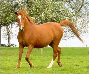 Comment s'appelle un cheval entirement marron ?