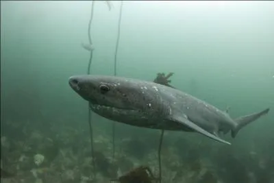 Trouv rcemment. Comment s'appelle ce requin ?