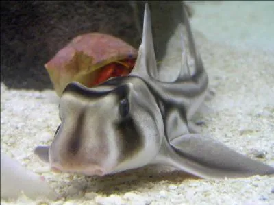 Mon prfr (tout mimi). Comment s'appelle ce requin ?