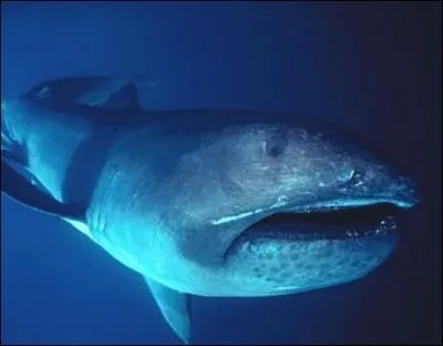 Aussi rcent que le 10. Comment s'appelle ce requin ?