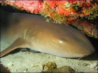 Un requin plutt calme. Comment s'appelle ce requin ?