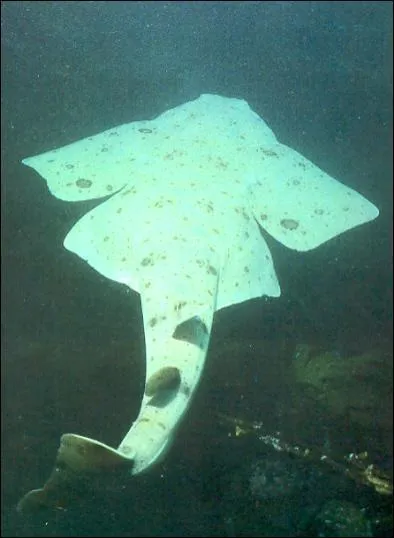 Et pour finir... Comment s'appelle ce requin ?