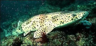 Suivant (plutt commun). Comment s'appelle ce requin ?