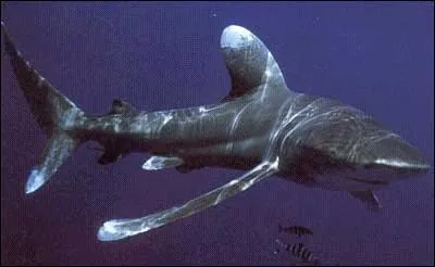 Avec ses grandes nageoires (sans retouches). Comment s'appelle ce requin ?