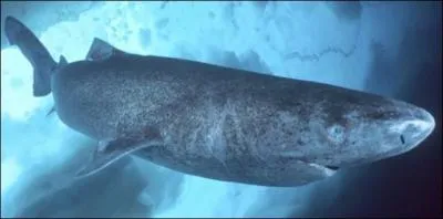 Inconnu pour beaucoup (2 rponses). Comment s'appelle ce requin ?