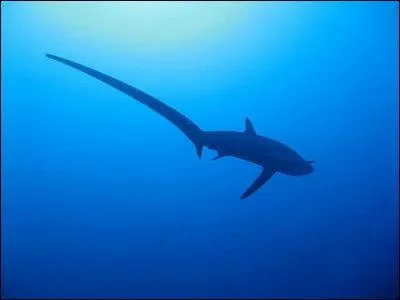 Vive les excroissances ! Comment s'appelle ce requin ?
